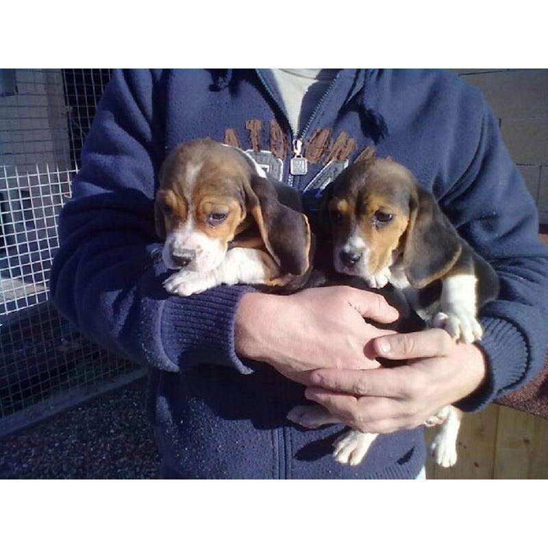 Beagle-puppy's beschikbaar